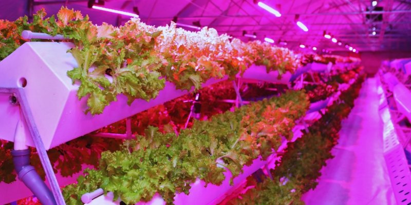 Reasons to Start an Aquaponics System Installation Business